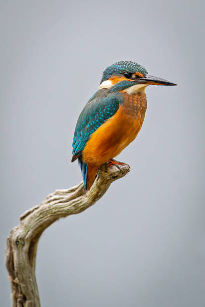 Beautiful tree kingfisher, adult Ruddy kingfisher, uprisen angle view, side shot, in the morning perching on the stump branch of the tropical tree in tropical rainforest, national park in southern Thailand.