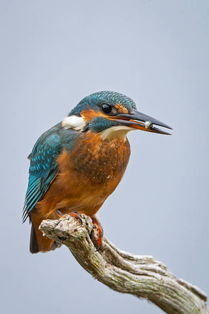 A critically endangered javan blue-banded kingfisher (Alcedo euryzona) catching a big catfish for meal, on a small river stream, stored in its beak, natural bokeh background
