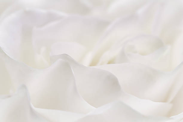 istock White rose flower petals, soft focus. Macro flowers backdrop 2228928314