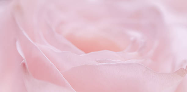 istock Pink pale rose flower petals, soft focus. Macro flowers backdrop 2228928315