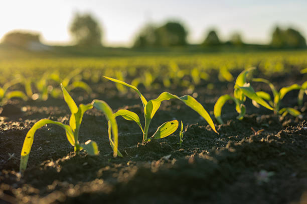 istock Corn seedlings stand tall in damp soil, illuminated by golden sunlight during the late afternoon in a serene agricultural setting 2228928643