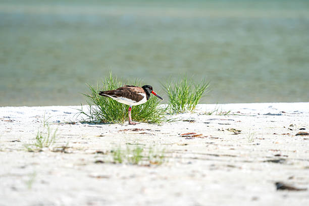 A juvenile oystercatcher is standing looking around a patch of grass on the beach.