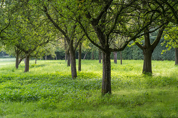 Green meadow with trees growing in spring sunlight, creating a peaceful and idyllic natural scene