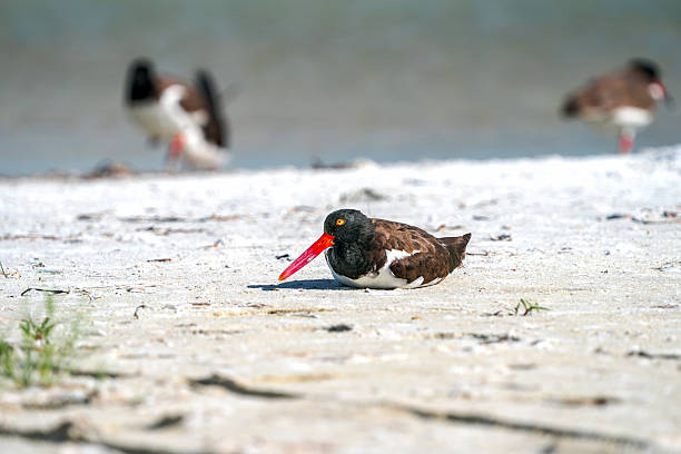 An American oystercatcher in breeding plumage sits on the beach looking rather lonely.