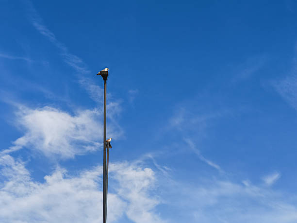 Two seagulls are comfortably perched on a tall lamppost against a backdrop of a vibrant blue sky, dotted with wispy white clouds, creating a serene seaside atmosphere in lignano sabbiadoro, italy