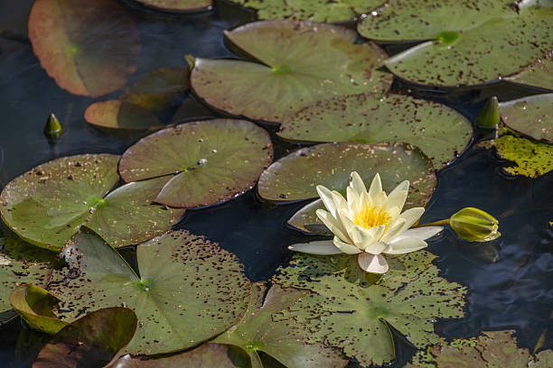 istock Pond overgrown with water lilies 2228932933