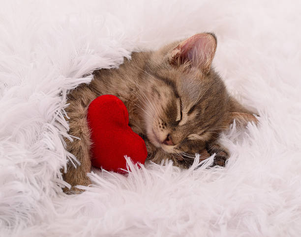 istock Sleeping Kitten Hugging Red Heart on Soft White Blanket 2228935551