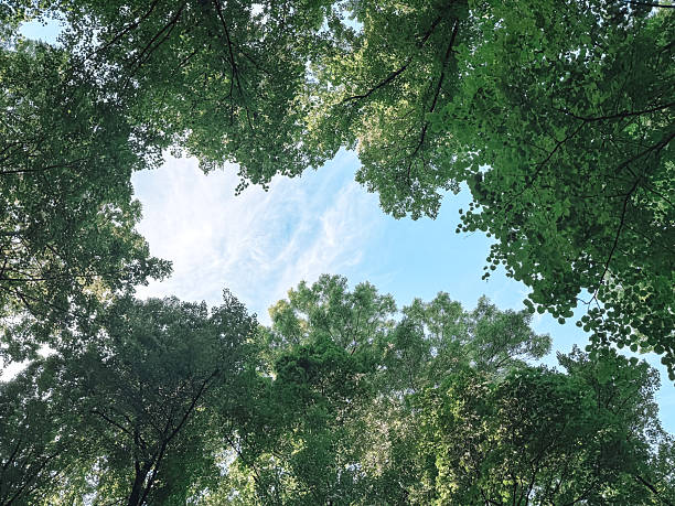 istock Looking up at the sky through tall trees, with branches and leaves framing the blue expanse. 2228935959