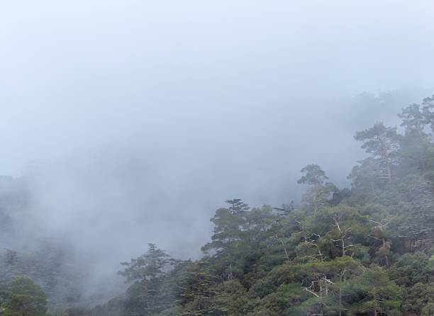 istock Fog in the forest 2228937351