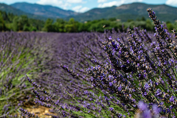 istock Lavender fields of Provence in summer 2228937690