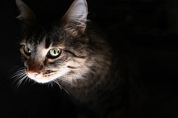 istock A dramatic close-up of a tabby cat's face, partially illuminated against a dark, shadowy background. 2228938952