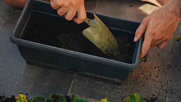 Flowers in a pot. Concept of gardening.
