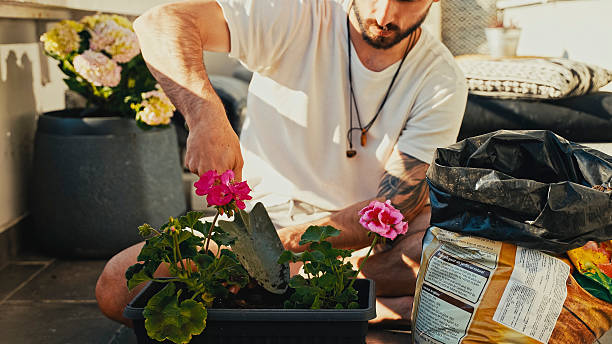 Man Planting Pink Geranium Flowers in Pot on Balcony