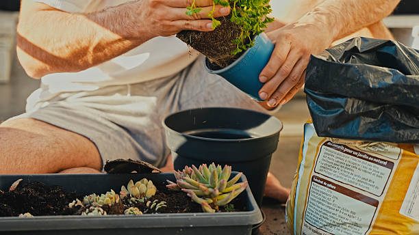 istock Gardener Repotting a Plant on a Balcony 2228939163