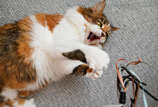 Portraits of a domestic cat on couch.