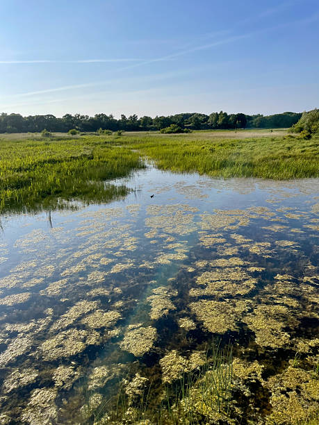 istock Lentevreugd, National park in Wassenaar, The Netherlands 2228939657