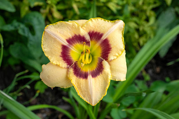 istock Hemerocallis alaqua with its stamens and pistil 2228939722