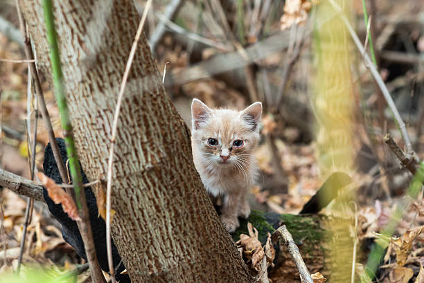 A white cat is meandering in a village yard.