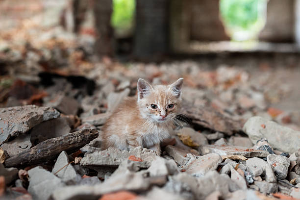 The small kitten sits frozen in rubble, vulnerable and left to fend for itself