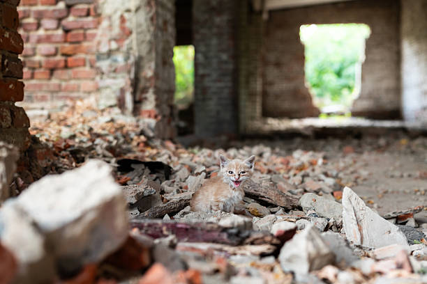 The kitten cries out alone among ruins, seeking help and reacting to fear and hunger