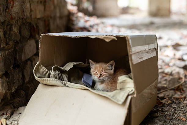 A ginger kitten, abandoned in a deserted place, in ruins, lies in a box, needing help