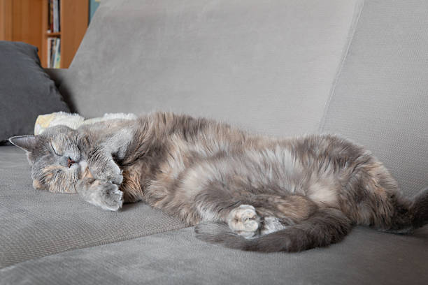 A fluffy grey cat sleeping peacefully on a grey sofa. The cat is lying on its side with its paws curled up, looking completely relaxed and content. Cozy and serene home atmosphere.