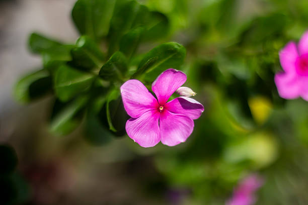 Pink flowers, tree leaves, and a greenery background blur