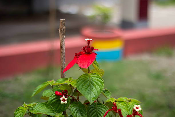 Red flowers, tree leaves, and a greenery background blur
