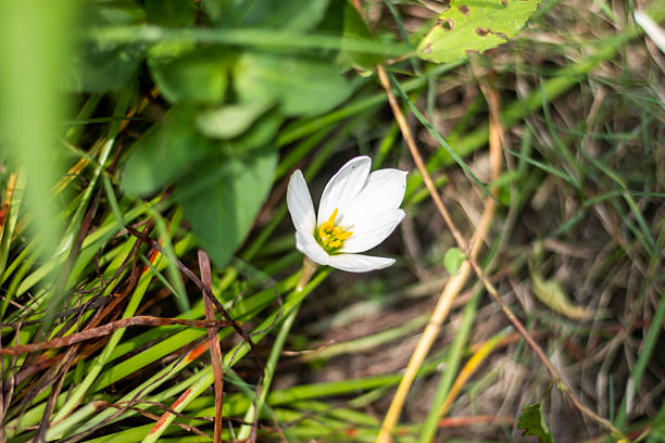 istock White flowers, tree leaves, and a greenery background blur 2228941696