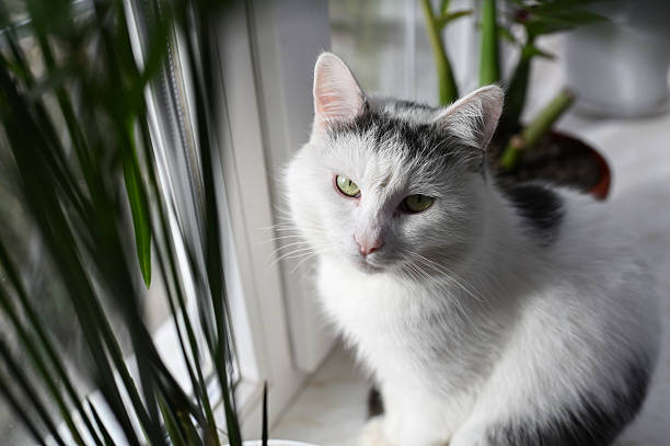 istock A beautiful white and gray cat sits by a window, with sunlight highlighting its face and brilliant green eyes. 2228941735