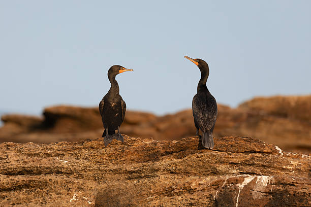 Two Double-crested Cormorant birds perched on rocks facing each other at  golden hour on Cape Breton Island, Nova Scotia.