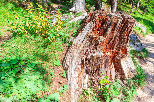 Decaying tree stump surrounded by vibrant green vegetation. Stump aged wood contrasts beautifully with forest nature