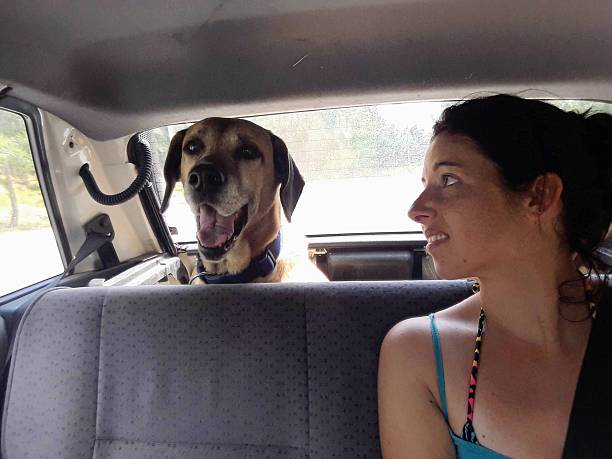 istock De camino al veterinario 2228942841