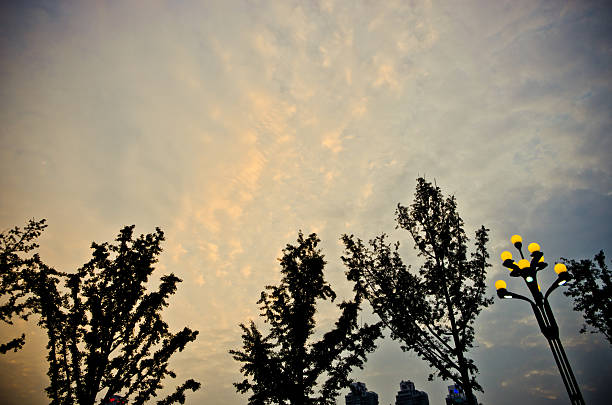 Ginkgo Tree In Autumn