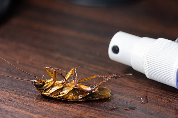 istock Dead Cockroach on Wooden Surface Beside a White Spray Bottle 2228944254