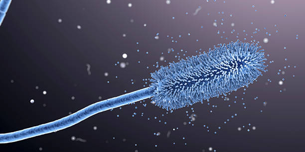 Aspergillus clavatus mold fungi, illustration Aspergillus clavatus mold fungi, computer illustration. A soil microscopic fungus, causes allergic aspergillosis, lung infections, endocarditis, external ear canal infections, toxic syndromes. conidia stock pictures, royalty-free photos & images