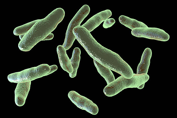 istock Bilophila wadsworthia bacteria, illustration 2228945617