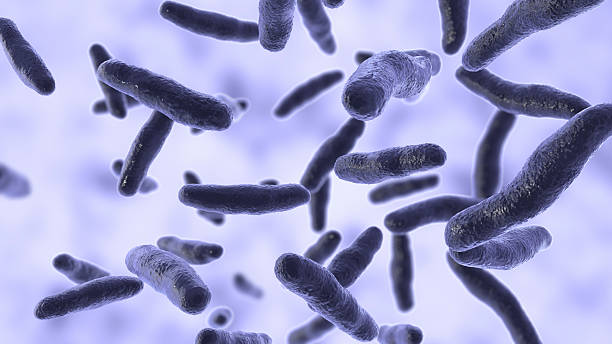 istock Bilophila wadsworthia bacteria, illustration 2228945753
