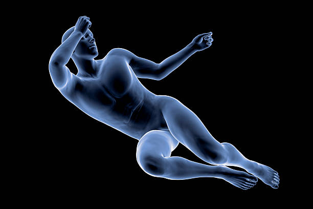 3D image of a fit woman and muscular man body. Comparison of male and female body. MRI scanning of human muscular system top view. / You can see the animation movie of this image from my iStock video portfolio. Video number: 1454175913