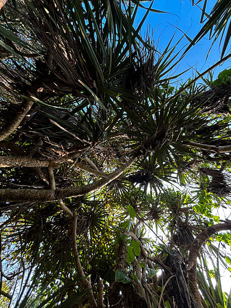 istock Tropical Pandanus Tree Roots and Canopy in Lush Green Forest, Indonesia 2228946024
