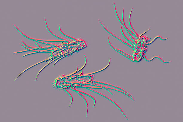 Escherichia coli bacteria, computer illustration. E. coli is a rod- shaped bacterium (bacillus). Its cell membrane is covered in fine filaments called pili or fimbriae. Hair-like structures called flagella at the rear of each bacterium provide propulsion to make it move. E. coli is a normal component of the intestinal bacterial flora, but under certain conditions some strains can cause severe infections such as gastroenteritis.