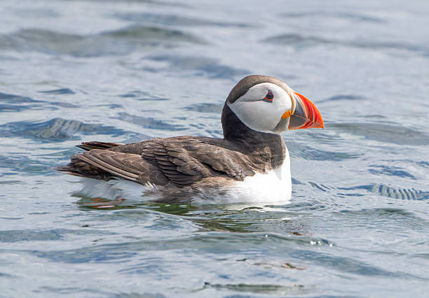 istock Puffin, Farne Islands 2228948743