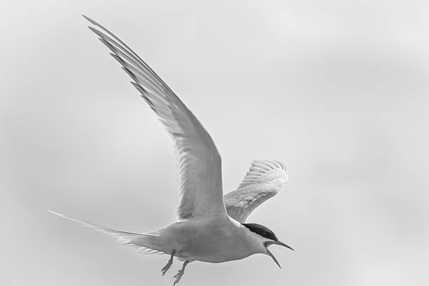 istock Arctic tern flying over Inner Farne, Farne Islands, Northumberland, UK 2228948783