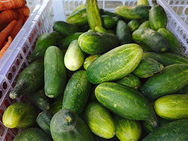 Fresh green cucumbers are sold in large quantities