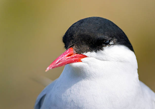 Arctic tern portrait on clifftops on Inner Farne, Farne Islands, Northumberland, UK