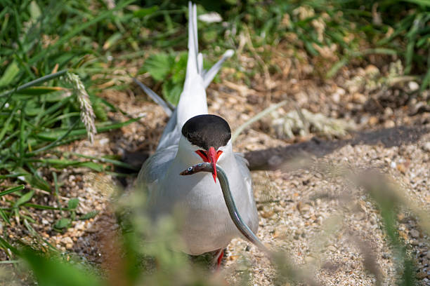 Arctic tern with sand eel near its chicks on clifftops on Inner Farne, Farne Islands, Northumberland, UK