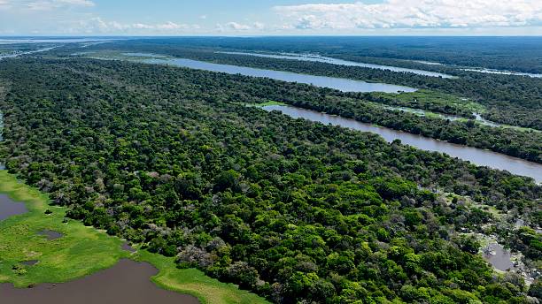 istock Stunning landscape of Amazon Forest at Amazonas State Brazil. 2228948923