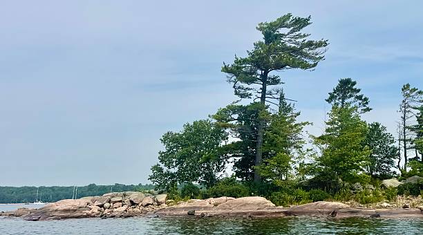 istock Windswept Georgian Bay Pines 2228948976
