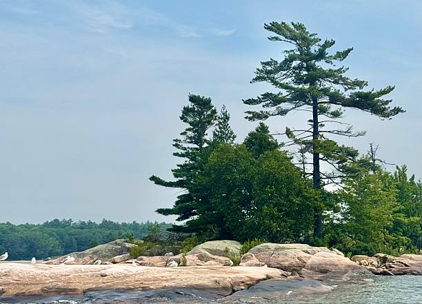 istock Windswept Georgian Bay Pines 2228948983
