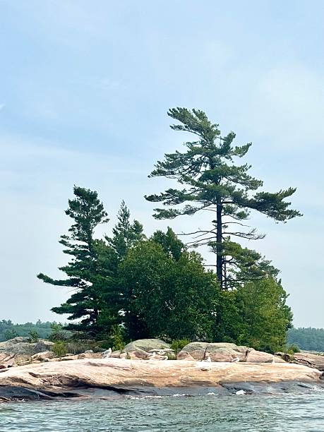 istock Windswept Georgian Bay Pines 2228948987